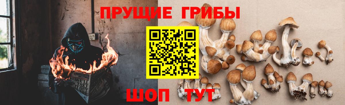 Псилоцибиновые грибы GOLDEN TEACHER Чайковский